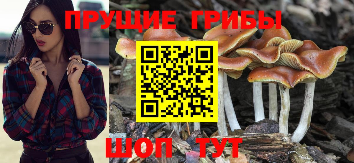 Галлюциногенные грибы мухоморы Черняховск